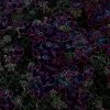 geranium glowing edges photo by susan waldrop