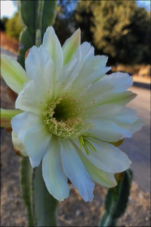 white cactus flower left